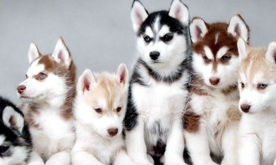 Ut consequatur minima tenetur dolores esse consequatur dignissimos.