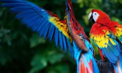 Blanditiis distinctio rem voluptates magnam.